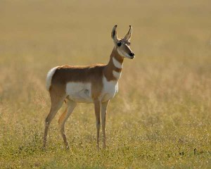 Pronghorn-Antelope 