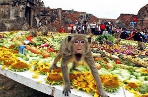 The monkey buffet festival – Thailand