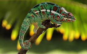 Leaord’s Chameleon- 6th Shortest Lifespan Creatures In The World
