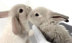 Pet Rabbits- 10th Shortest Lifespan Creatures In The World