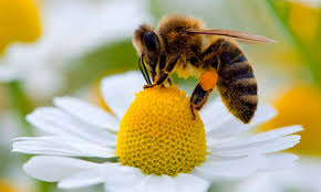 Bees- 4th Shortest Lifespan Creatures In The World