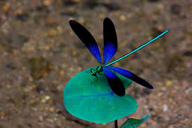 Dragonflies- 5th Shortest Lifespan Creatures In The World