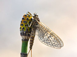 Mayflies- 1st Shortest Lifespan Creatures In The World