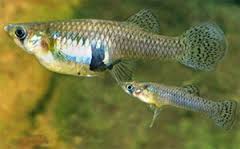 Mosquito fish- 7th Shortest Lifespan Creatures In The World