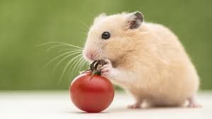 Small rodents- 9th Shortest Lifespan Creatures In The World
