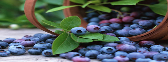 blueberries weight loss