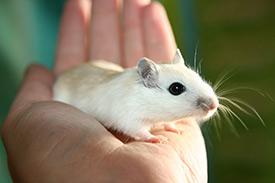 Gerbils- 8th Shortest Lifespan Creatures In The World