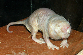 Rat (Naked mole)