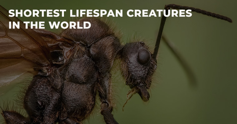 Top 10 Shortest lifespan creatures