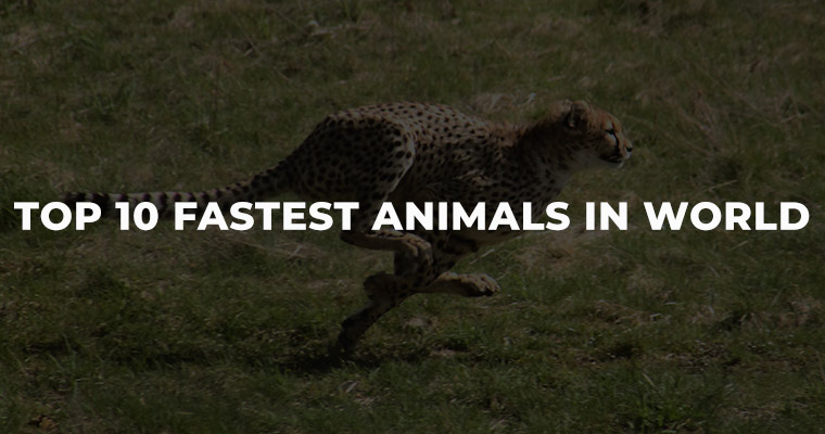 Top 10 Fastest Animals in World
