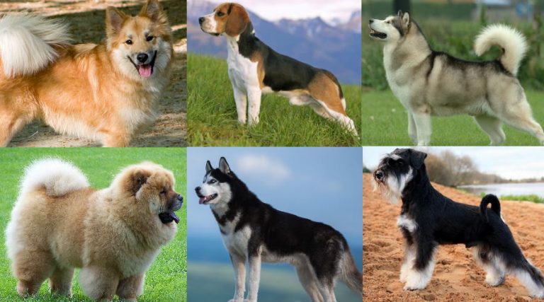 Beautiful Dog Breeds In World
