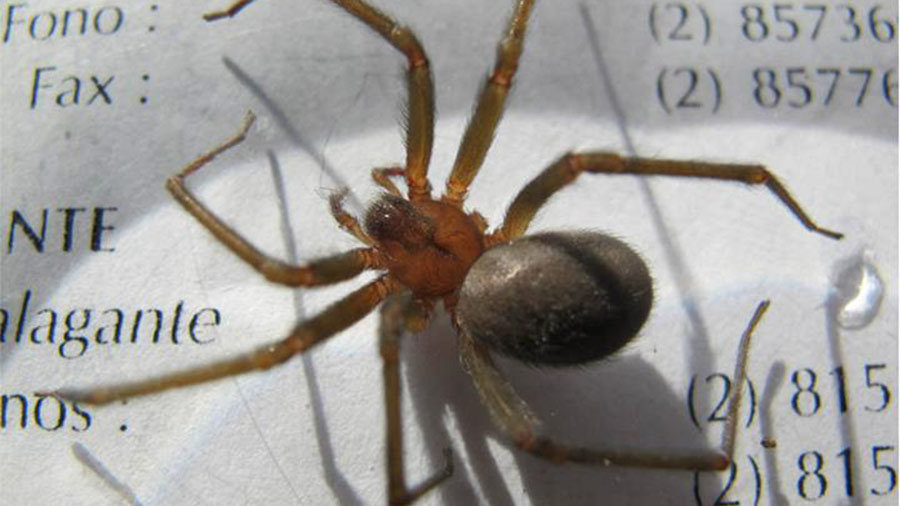 Brown And Chilean Recluse