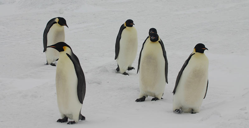 Emperor Penguin- 5th Largest Bird in the World