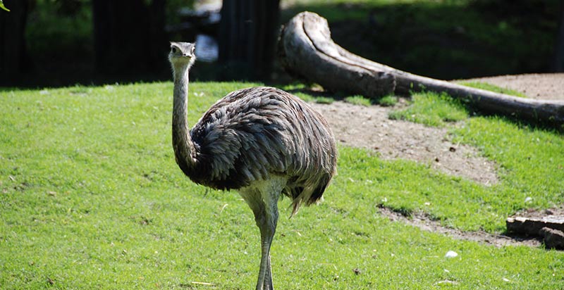 Emu- 4th Largest Bird in the World