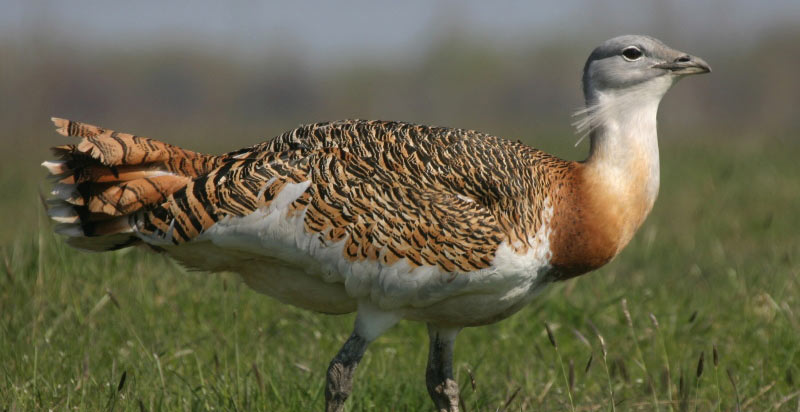 Great Bustard- 10th Largest Bird in the World