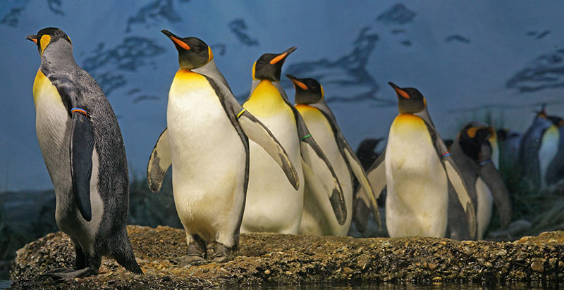 King Penguin- 8th Largest Bird in the World