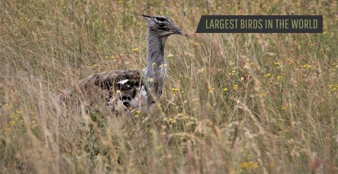 Largest Birds In Te World