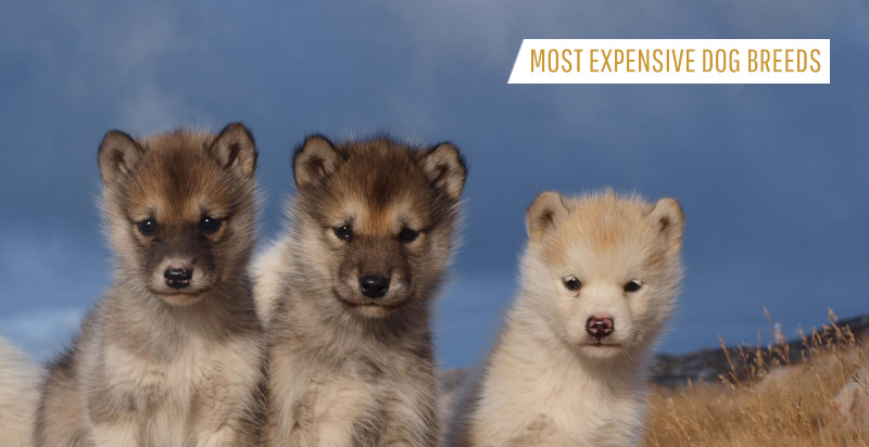 Most expensive worlds dog the The 10