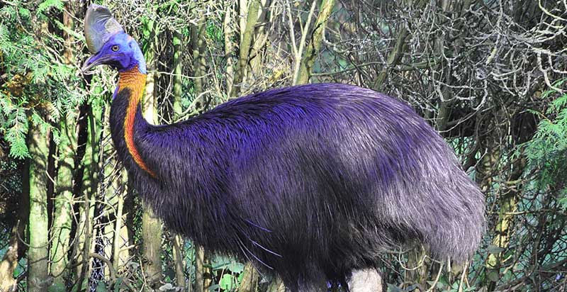 Northern Cassowary- 3rd Largest Bird in the World