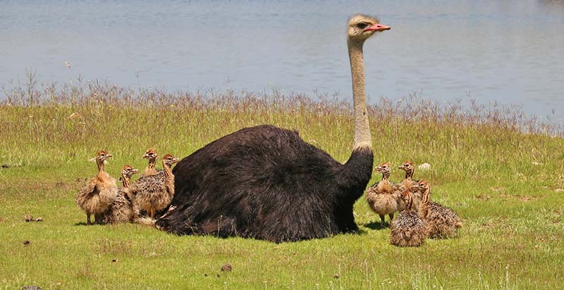 Ostrich- 1st Largest Bird in the World