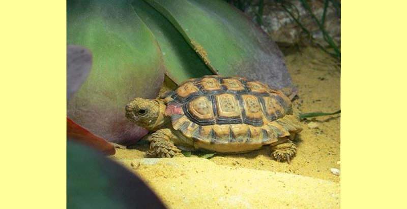 Speckled Padloper Tortoise