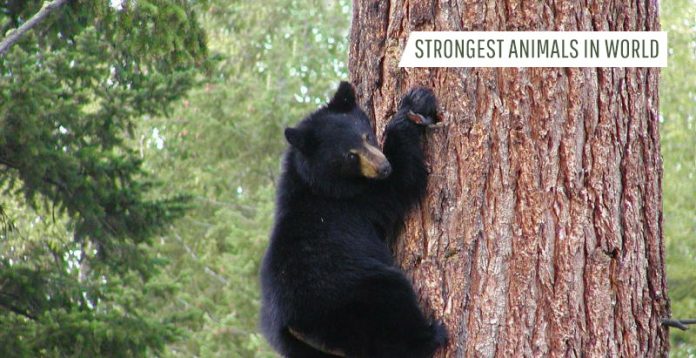 Strongest Animals In World