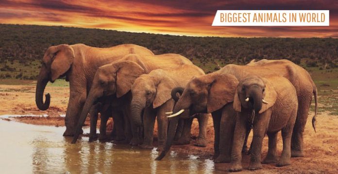 Biggest Animals In The World