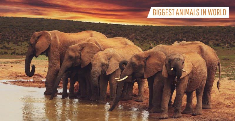 Top 10 Biggest Animals In The World! - Best Toppers