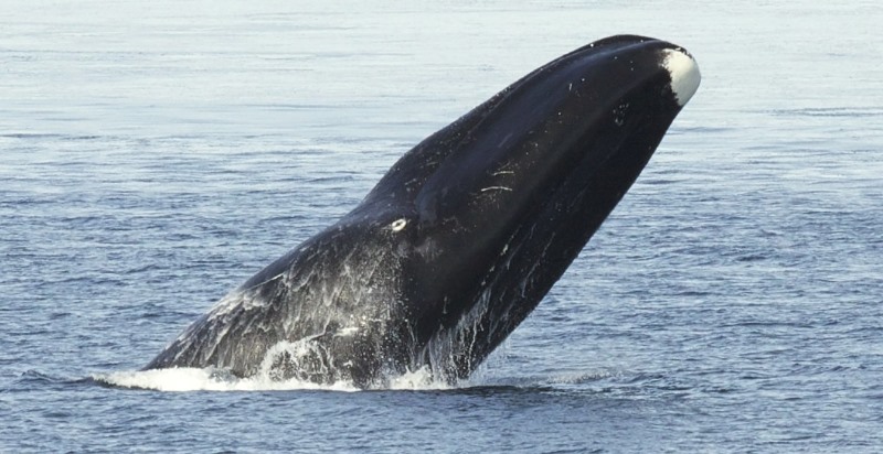 Bowhead Whales