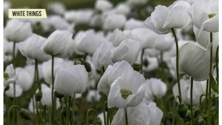 White Things