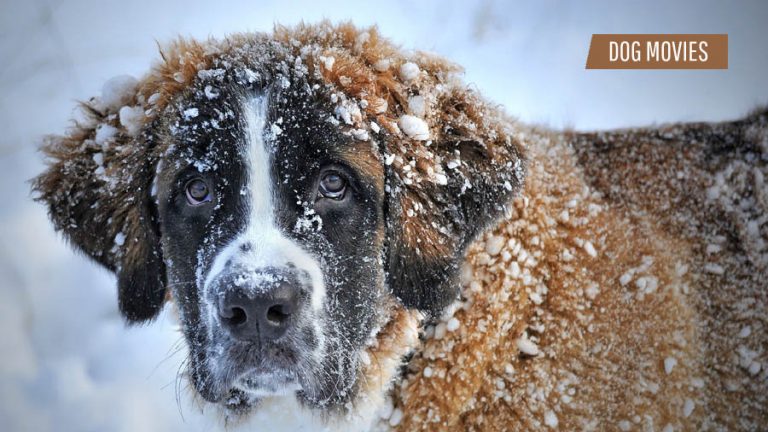 Best Dog Movies