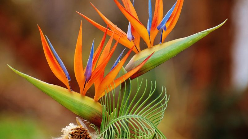 Bird of Paradise- 5th most beautiful flower in the world