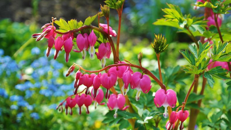 Bleeding Hearts- 7th most beautiful flower in the world