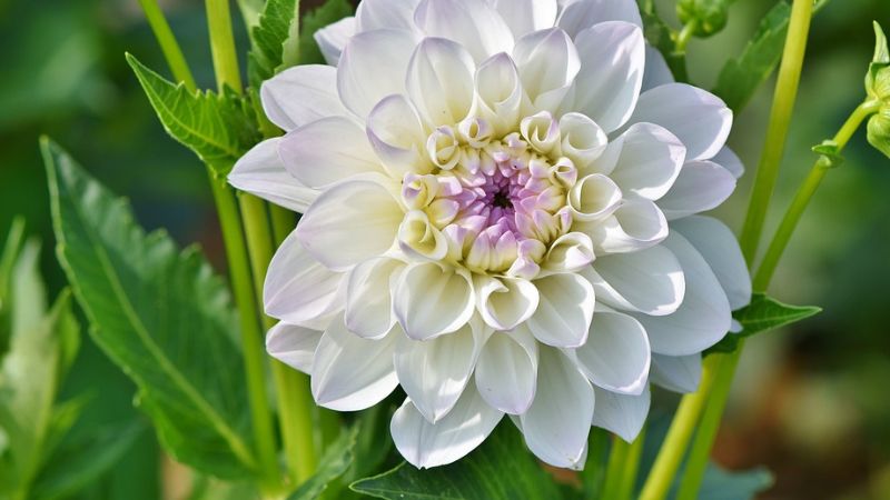 Dahlia- 4th most beautiful flower in the world