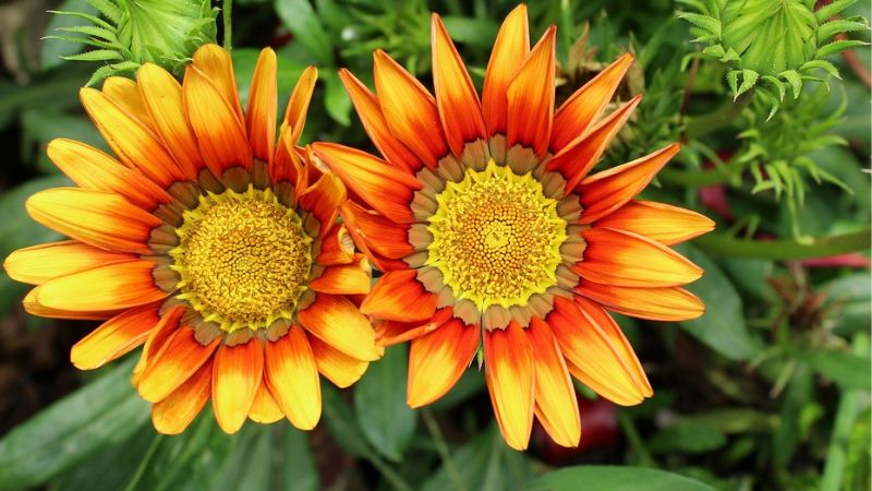 Gazania- 8th most beautiful flower in the world