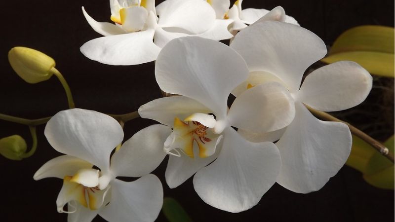 Orchid- 2nd most beautiful flower in the world