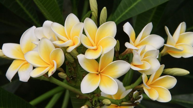 Plumeria- 9th most beautiful flower in the world