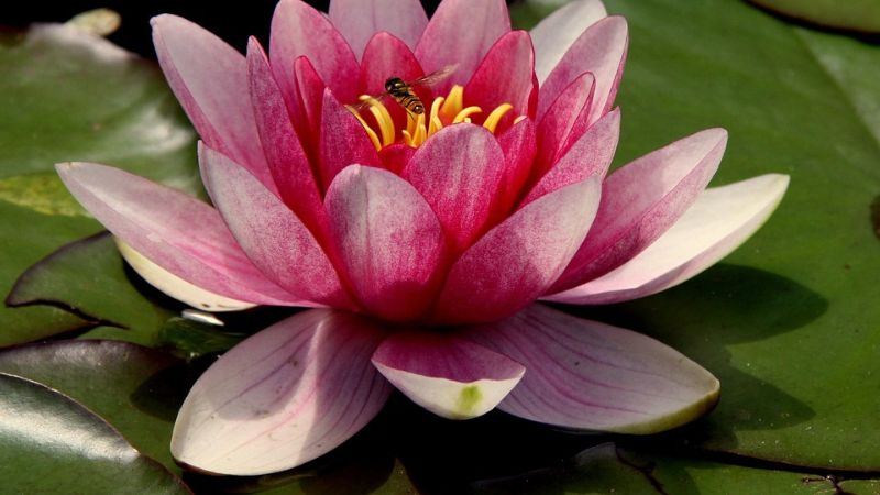 Water Lilies- 6th most beautiful flower in the world