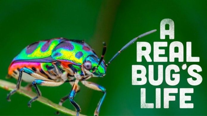 A Real Bug's Life Season 1