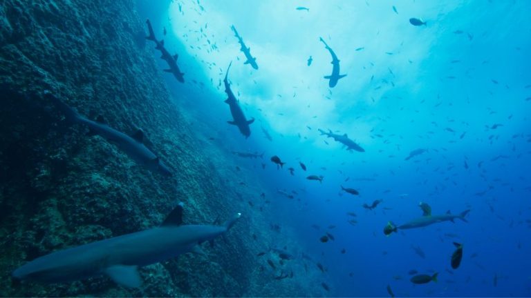 Our Oceans Season 1